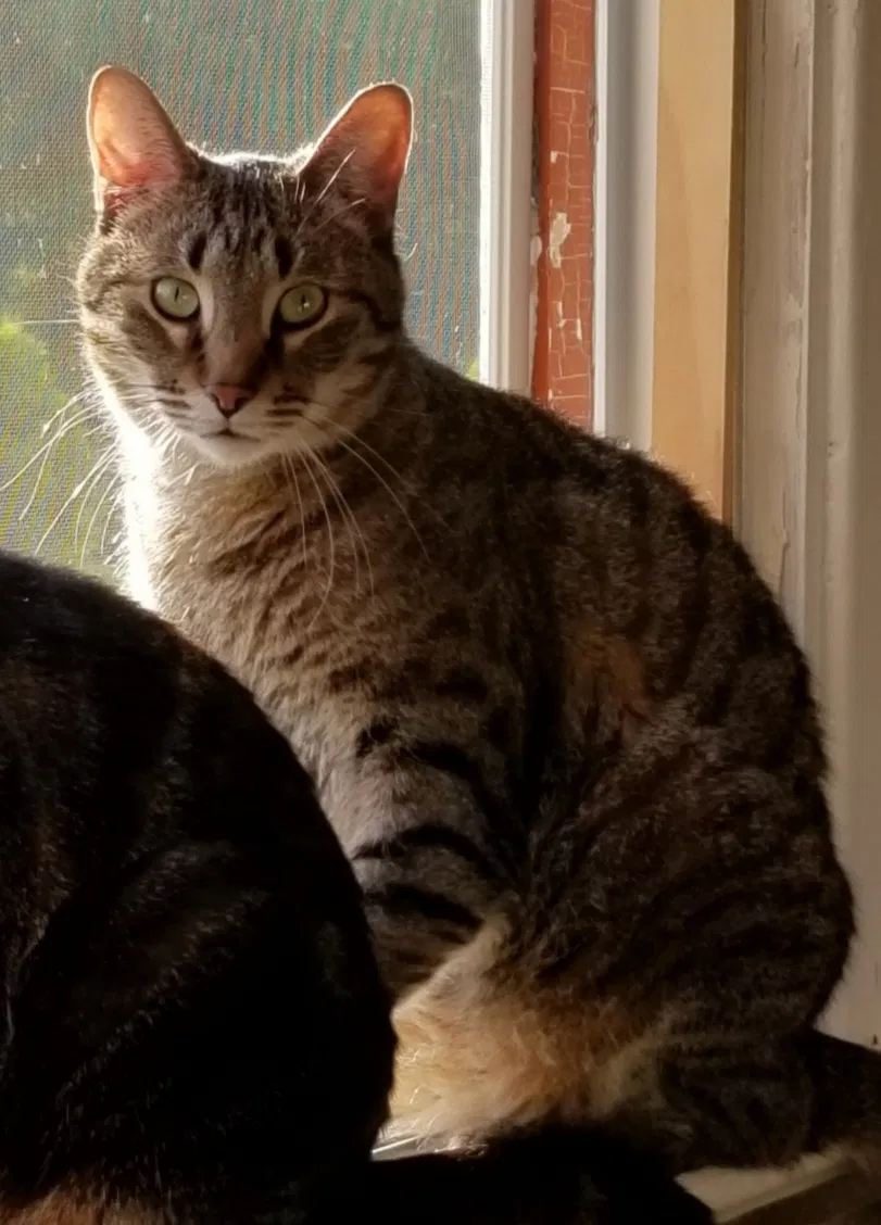 Lost cat in Grand Blanc, MI, 48439