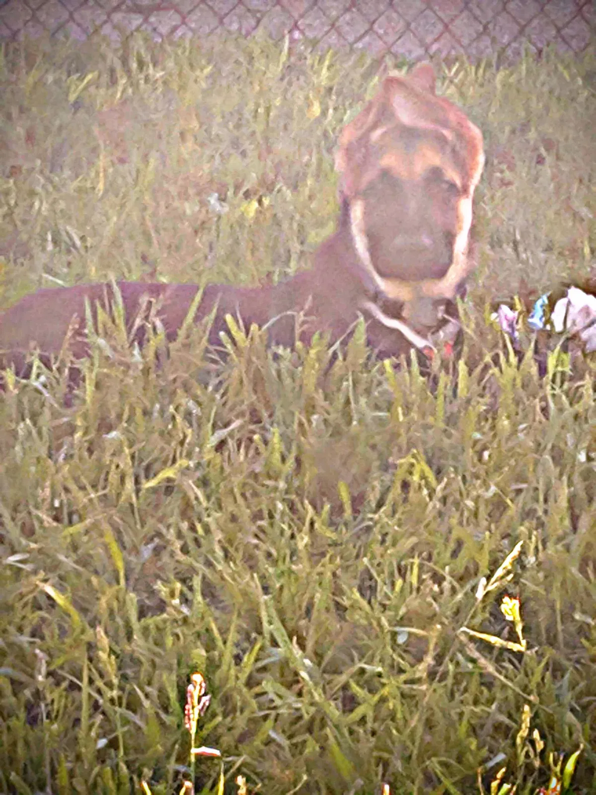 Lost dog in Albuquerque, NM, 87108