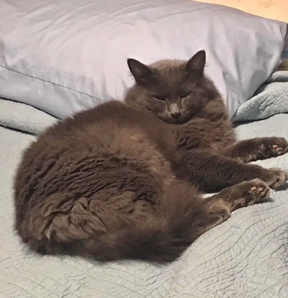 Lost cat in Granite Falls, WA, 98252