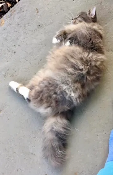 Lost cat in Madisonville, TN, 37354