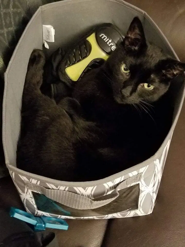 Lost cat in Paw Paw, MI, 49079
