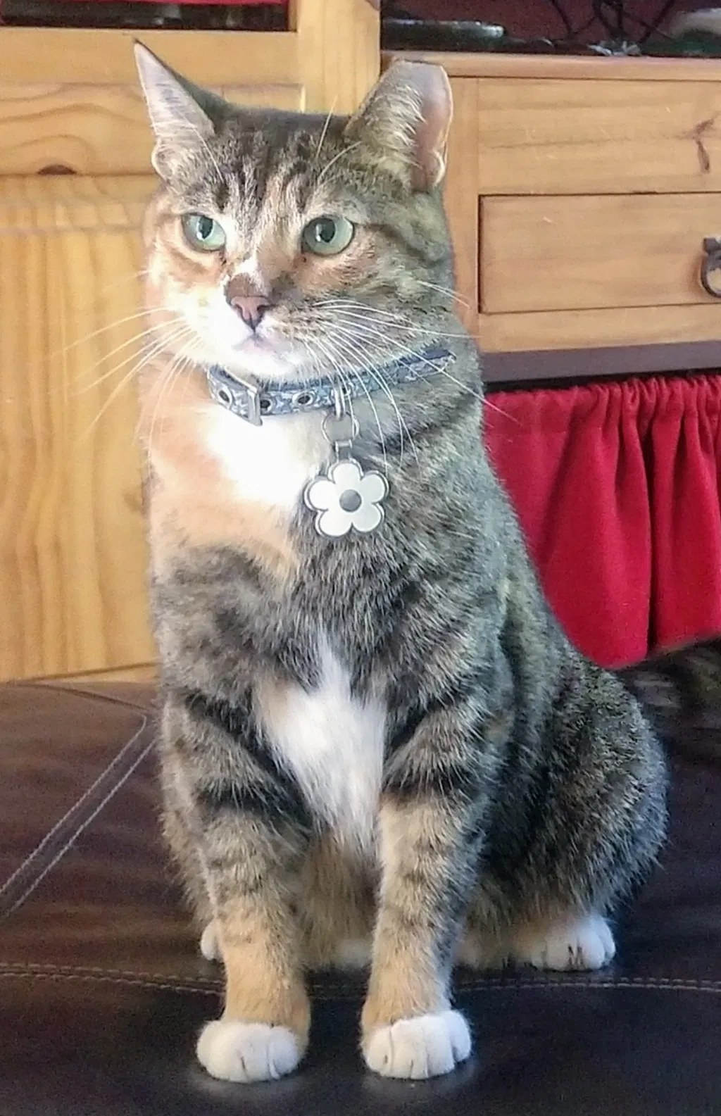 Lost cat in Fort Worth, TX, 76140