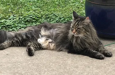 Lost cat in Minneapolis, MN, 55447