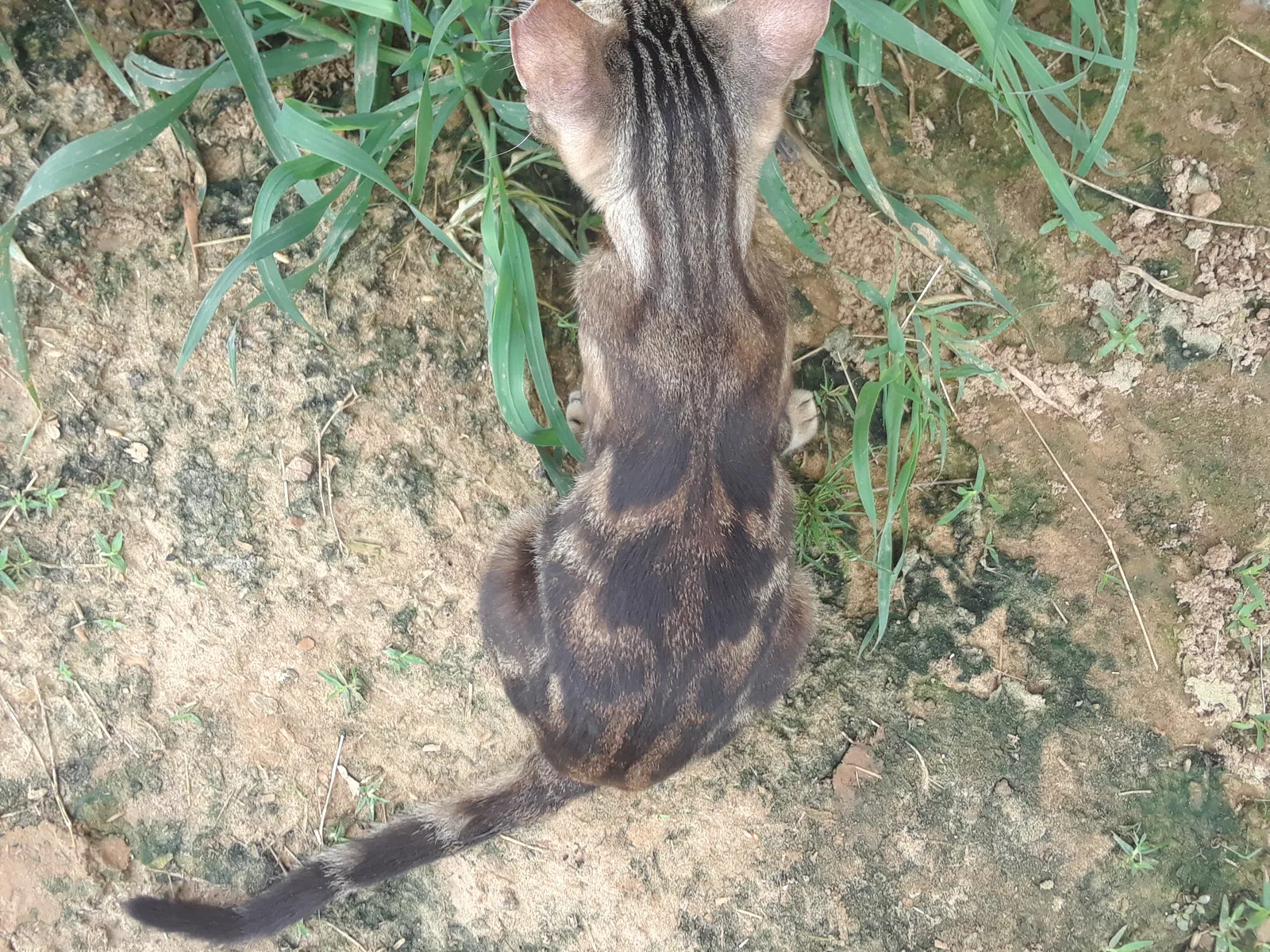 Lost cat in Opelousas, LA, 70570