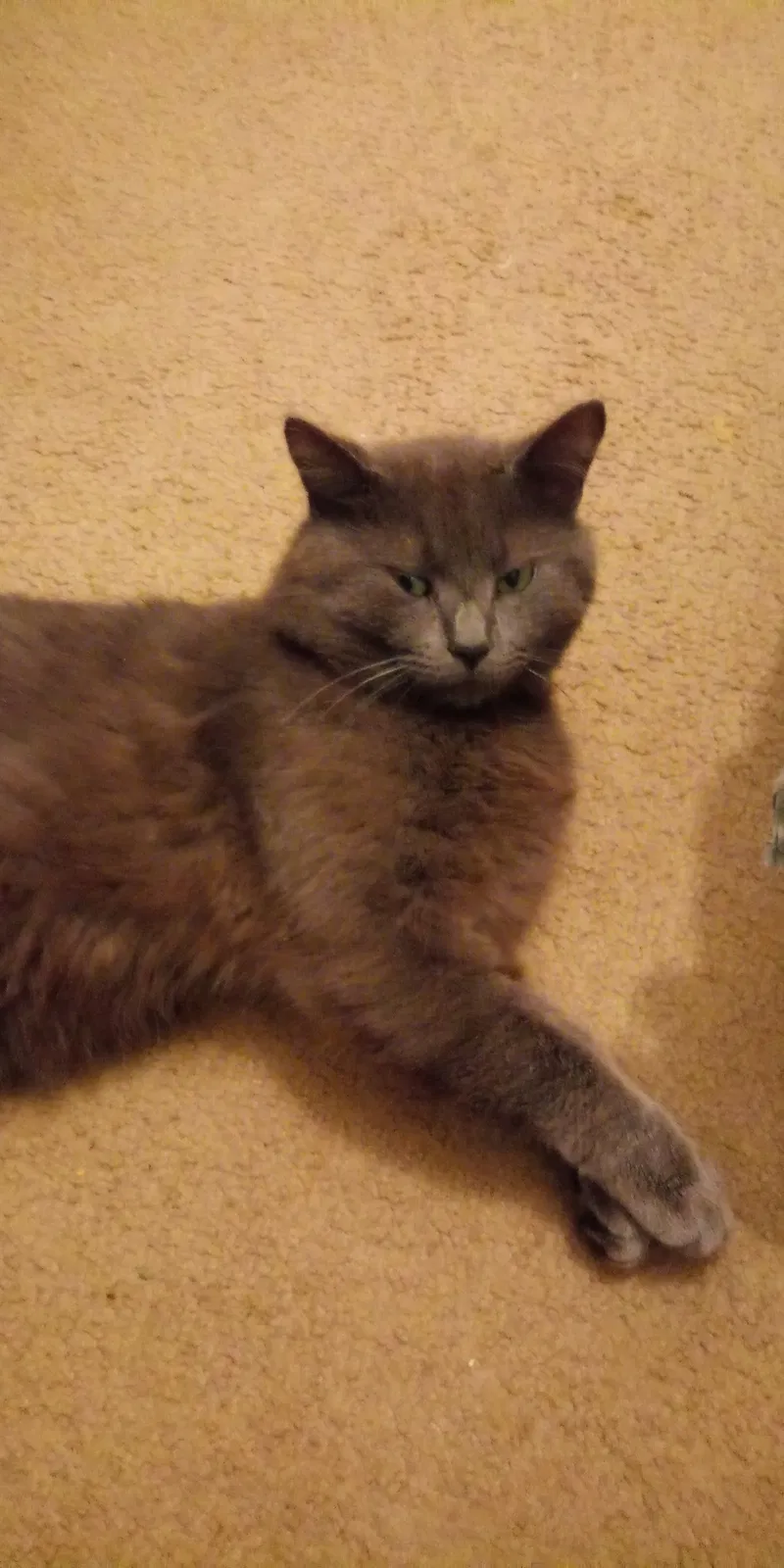 Lost cat in Pittsburgh, PA, 15202