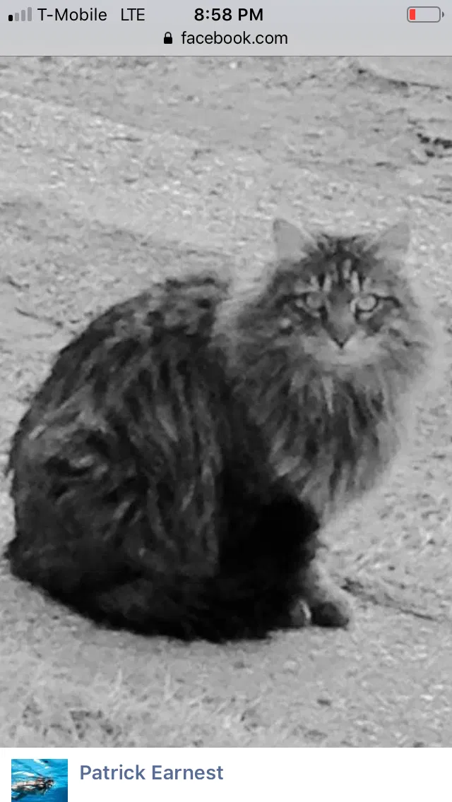Lost cat in Oklahoma City, OK, 73105