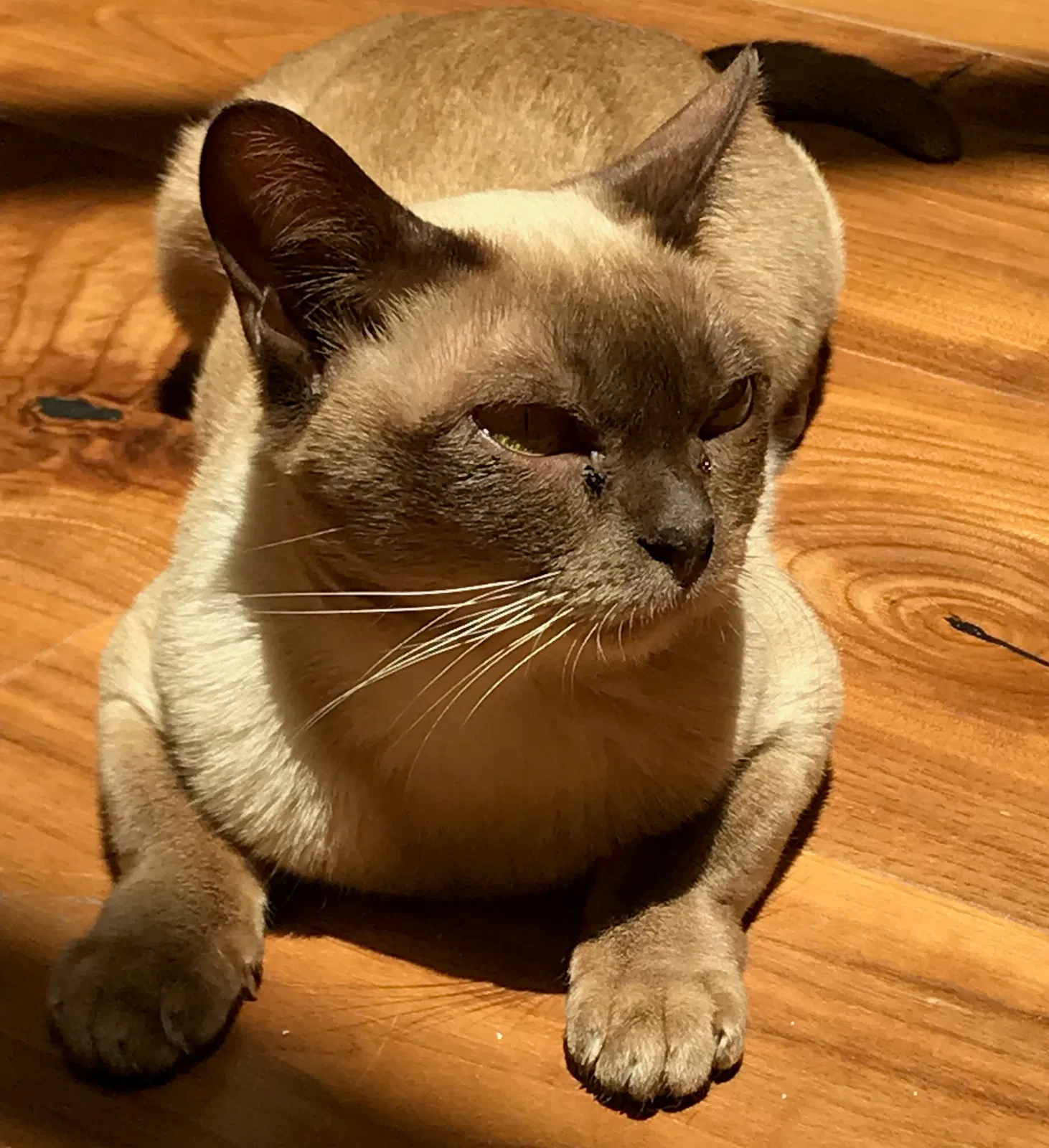 Lost cat in Studio City, CA, 91604