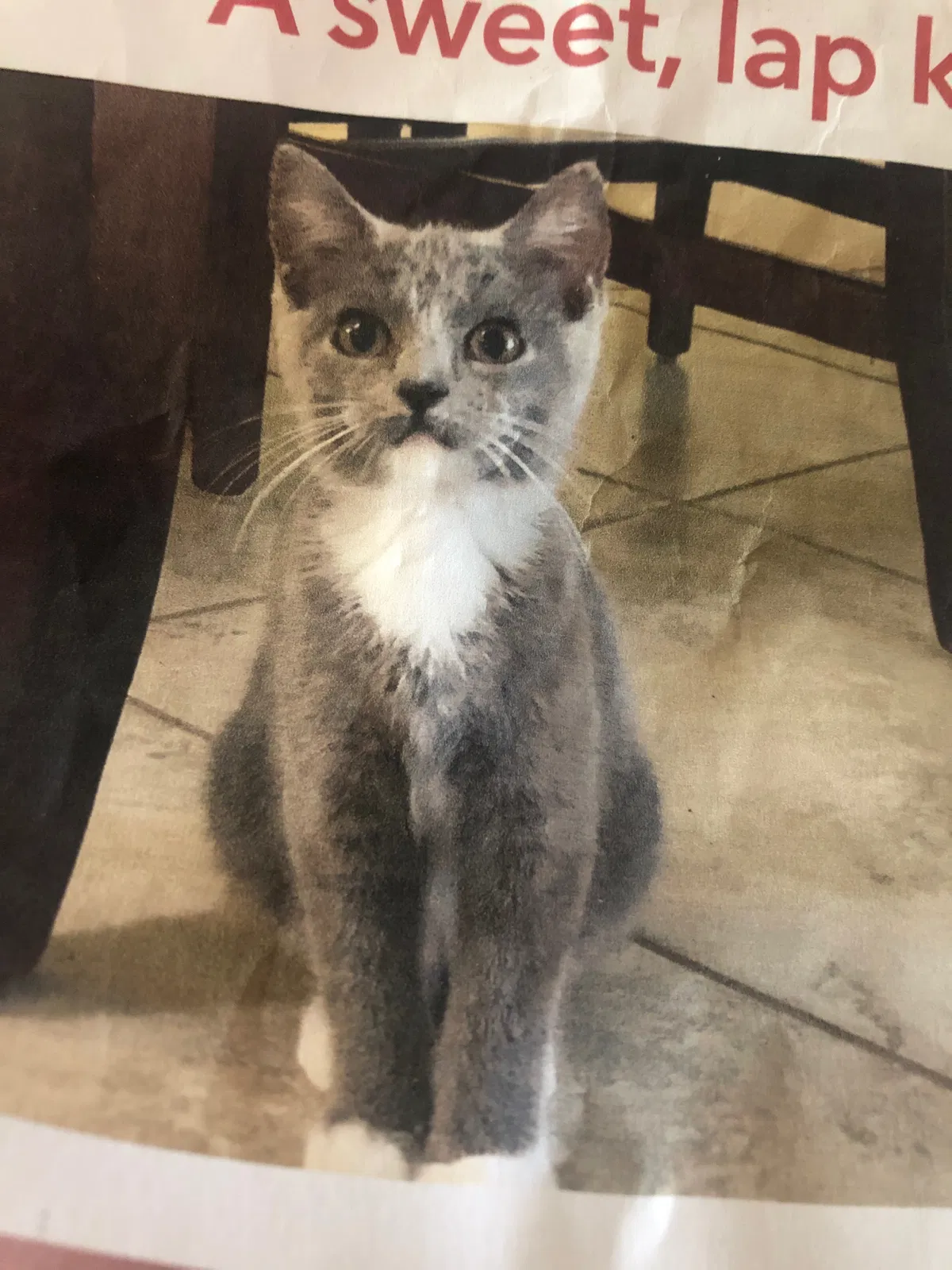 Lost cat in Cape Coral, FL, 33993