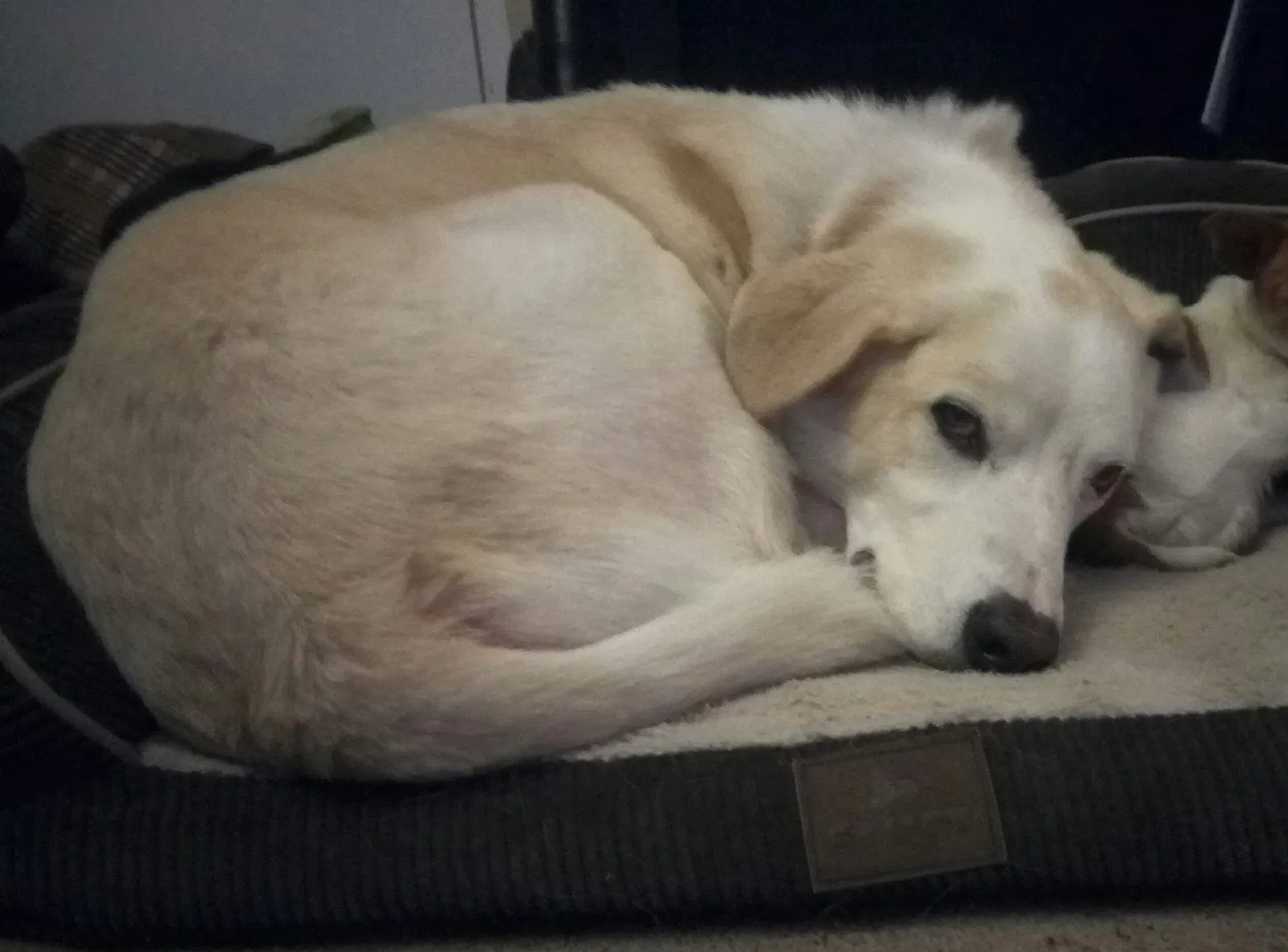 Lost dog in Oklahoma City, OK, 73151