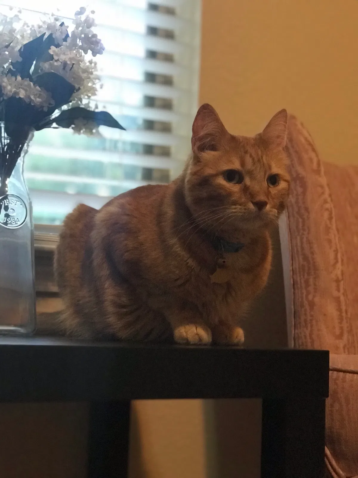 Lost cat in Austin, TX, 78747