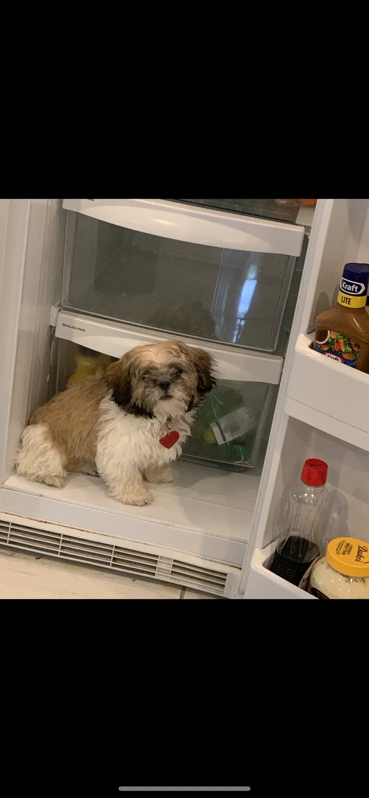 Lost dog in Charlotte, NC, 28215