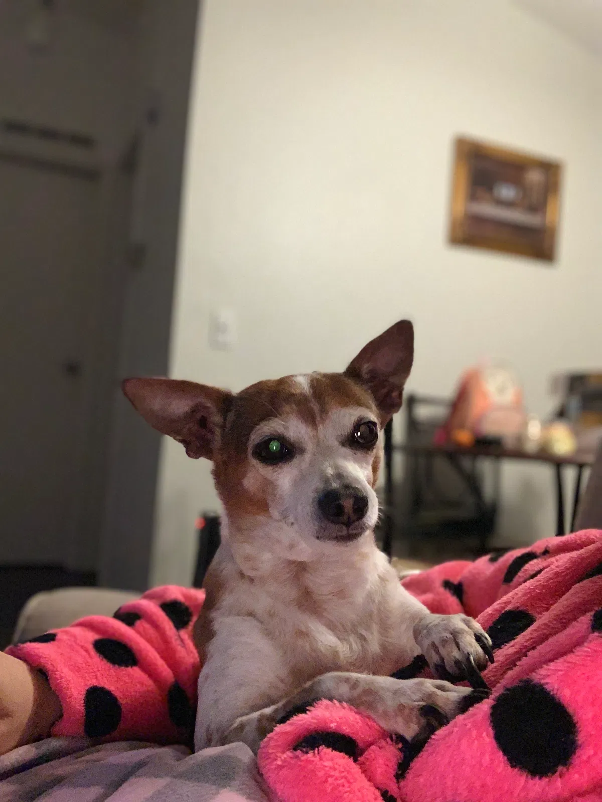 Lost dog in Sacramento, CA, 95838