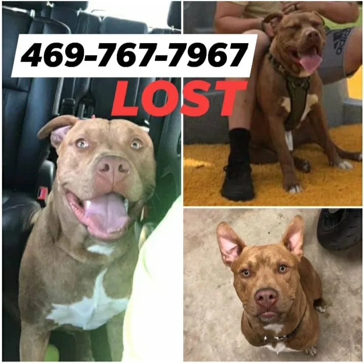 Lost dog in Jber, AK, 99506