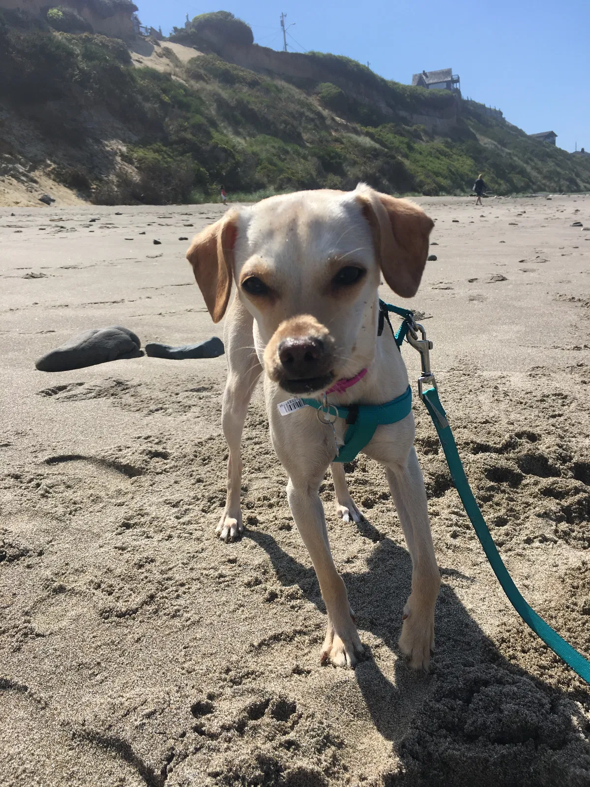 Lost dog in Portland, OR, 97214
