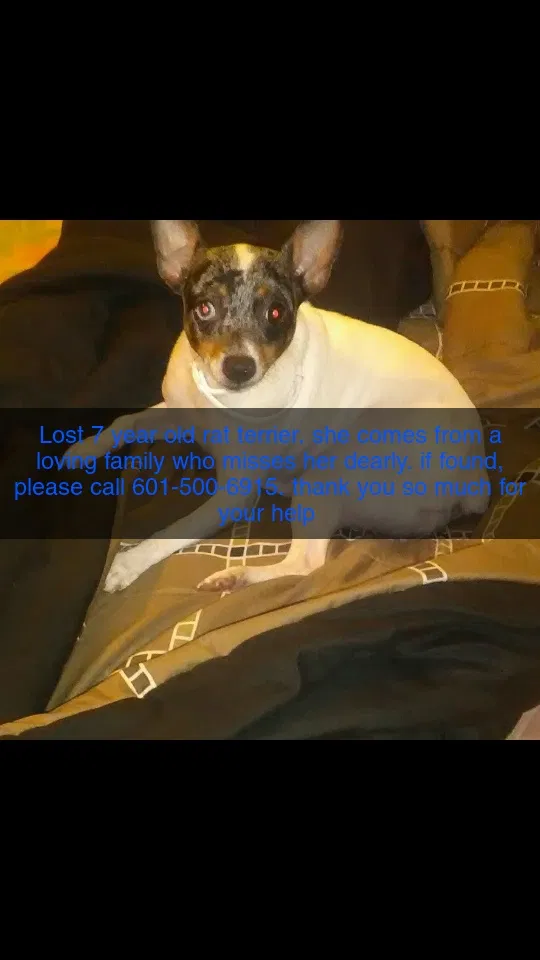Lost dog in Jackson, MS, 39202