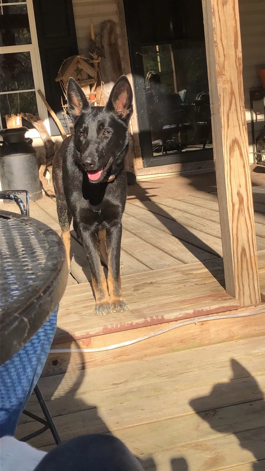 Lost dog in Hebron, KY, 41048