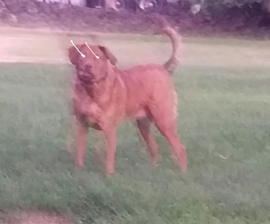 Lost dog in Benton City, WA, 99320