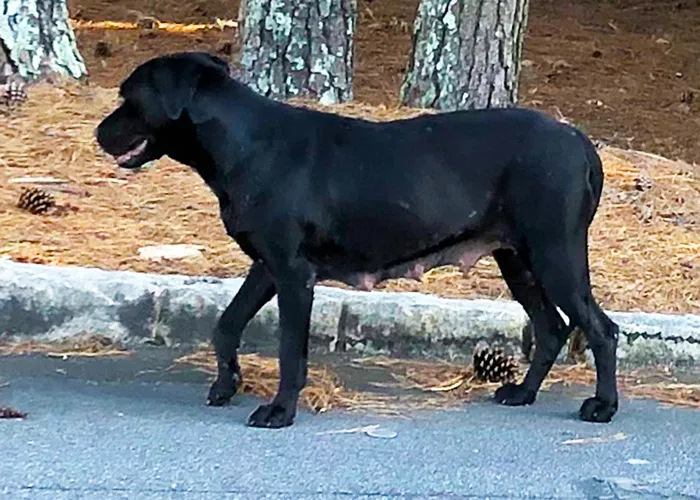 Lost dog in Atlanta, GA, 30328