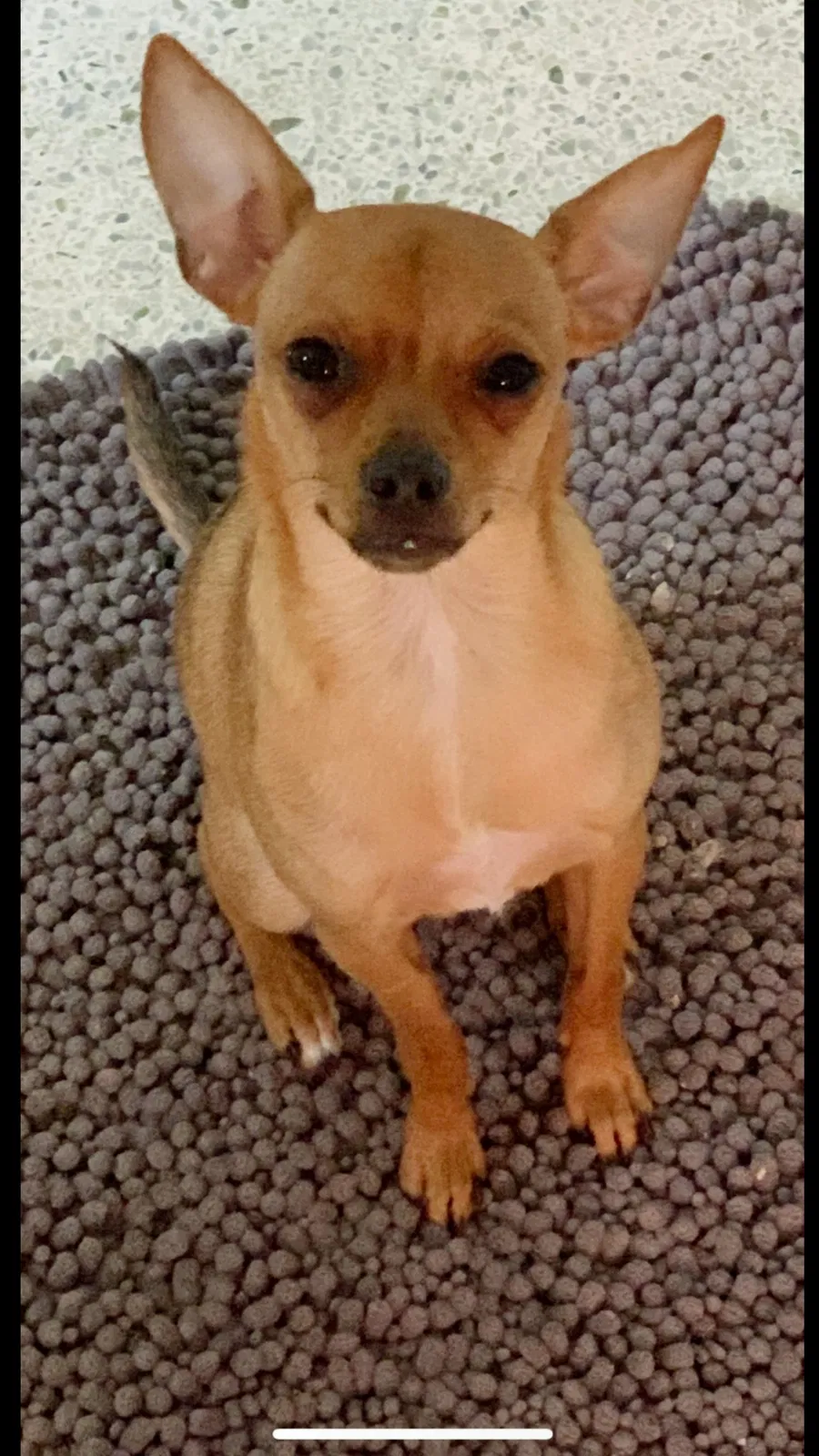 Lost dog in Bonita Springs, FL, 34135