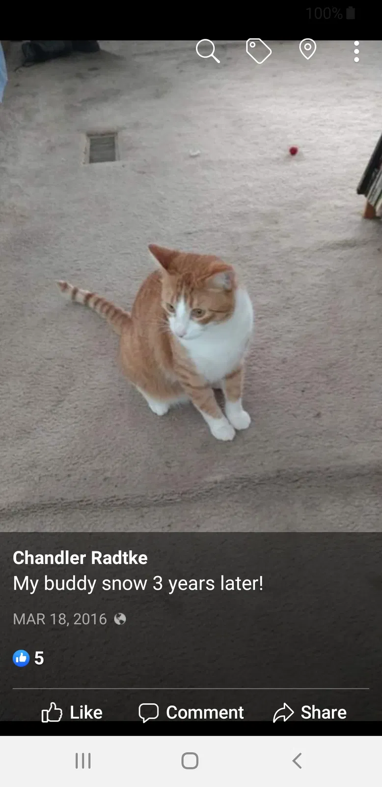 Lost cat in San Antonio, TX, 78233