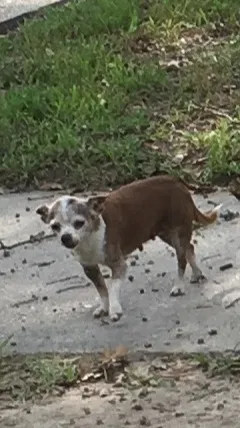 Lost dog in Cypress, TX, 77429