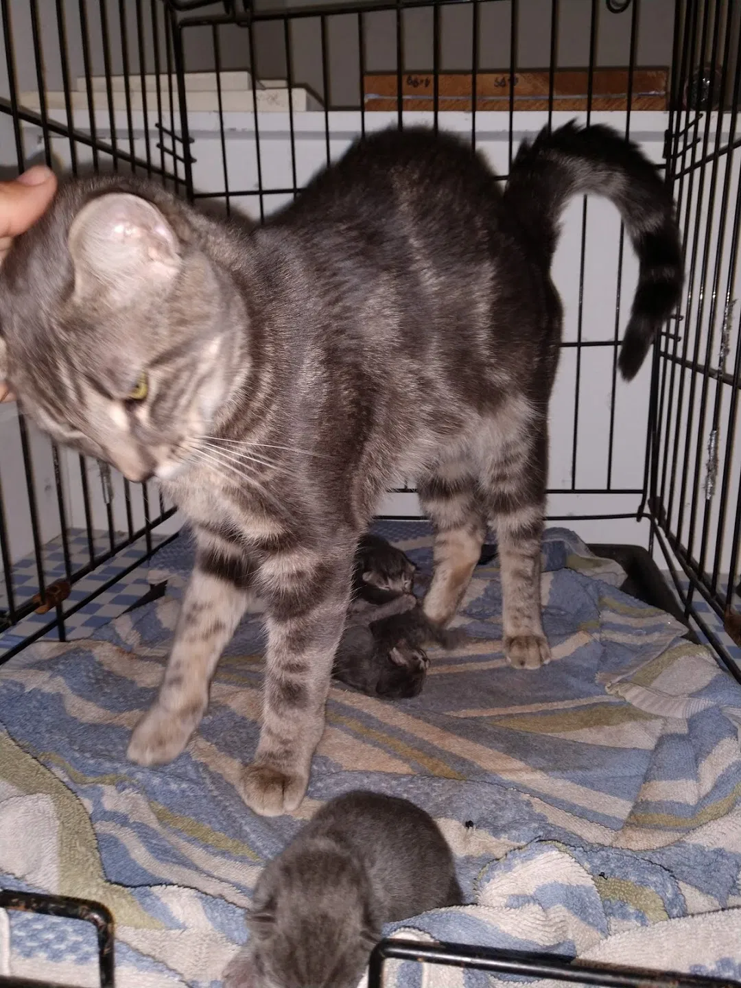 Lost cat in Minneapolis, MN, 55429