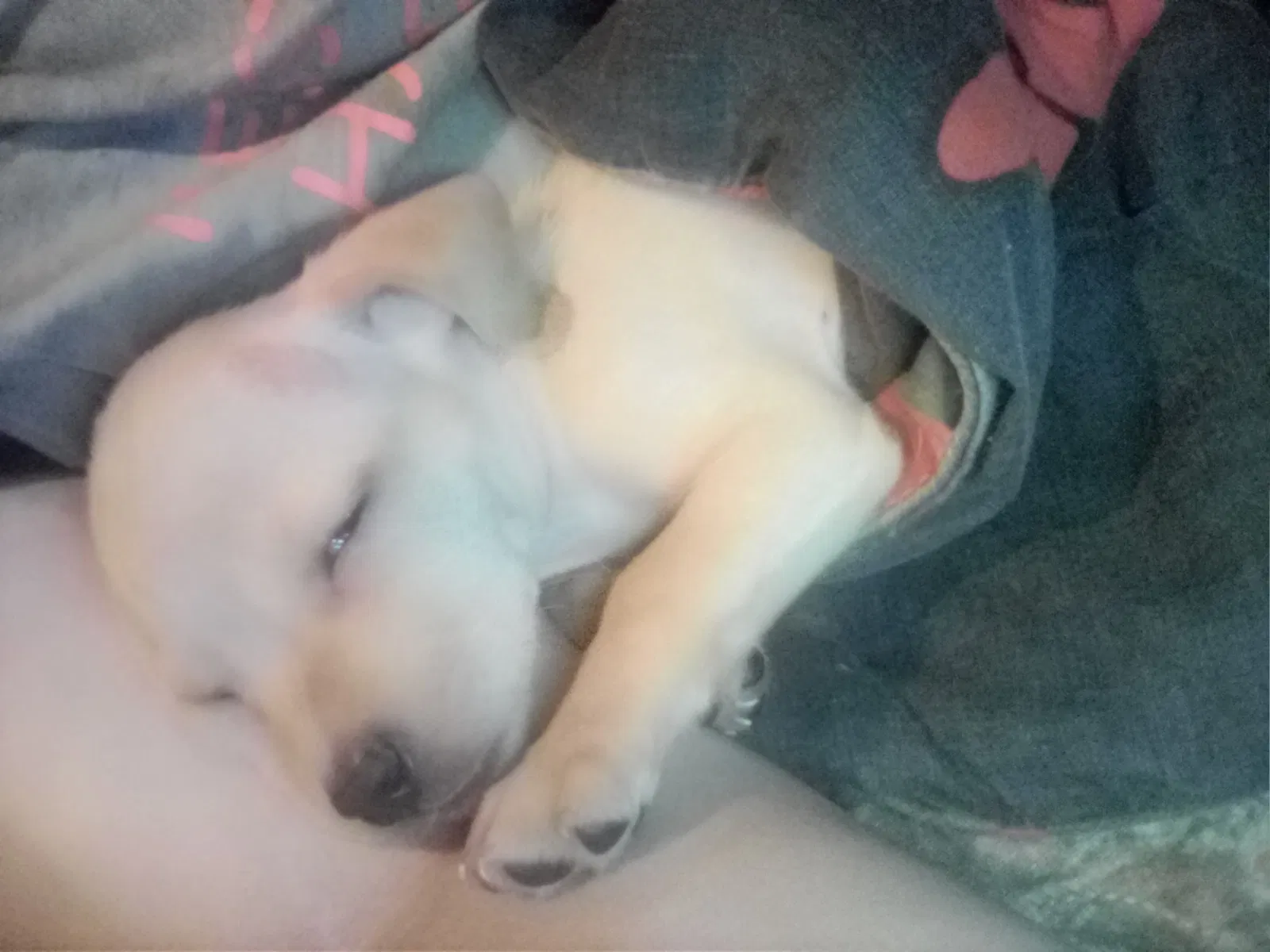 Lost dog in Denmark, TN, 38391