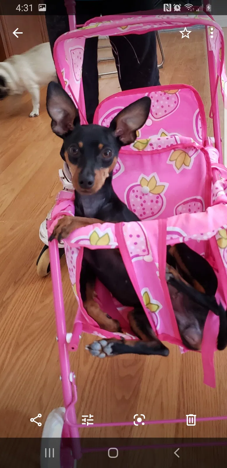 Lost dog in San Diego, CA, 92139