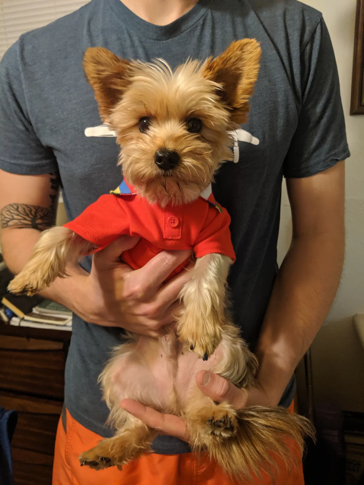 Lost dog in Austin, TX, 78751