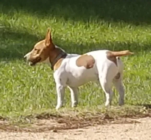 Lost dog in Louise, TX, 77455