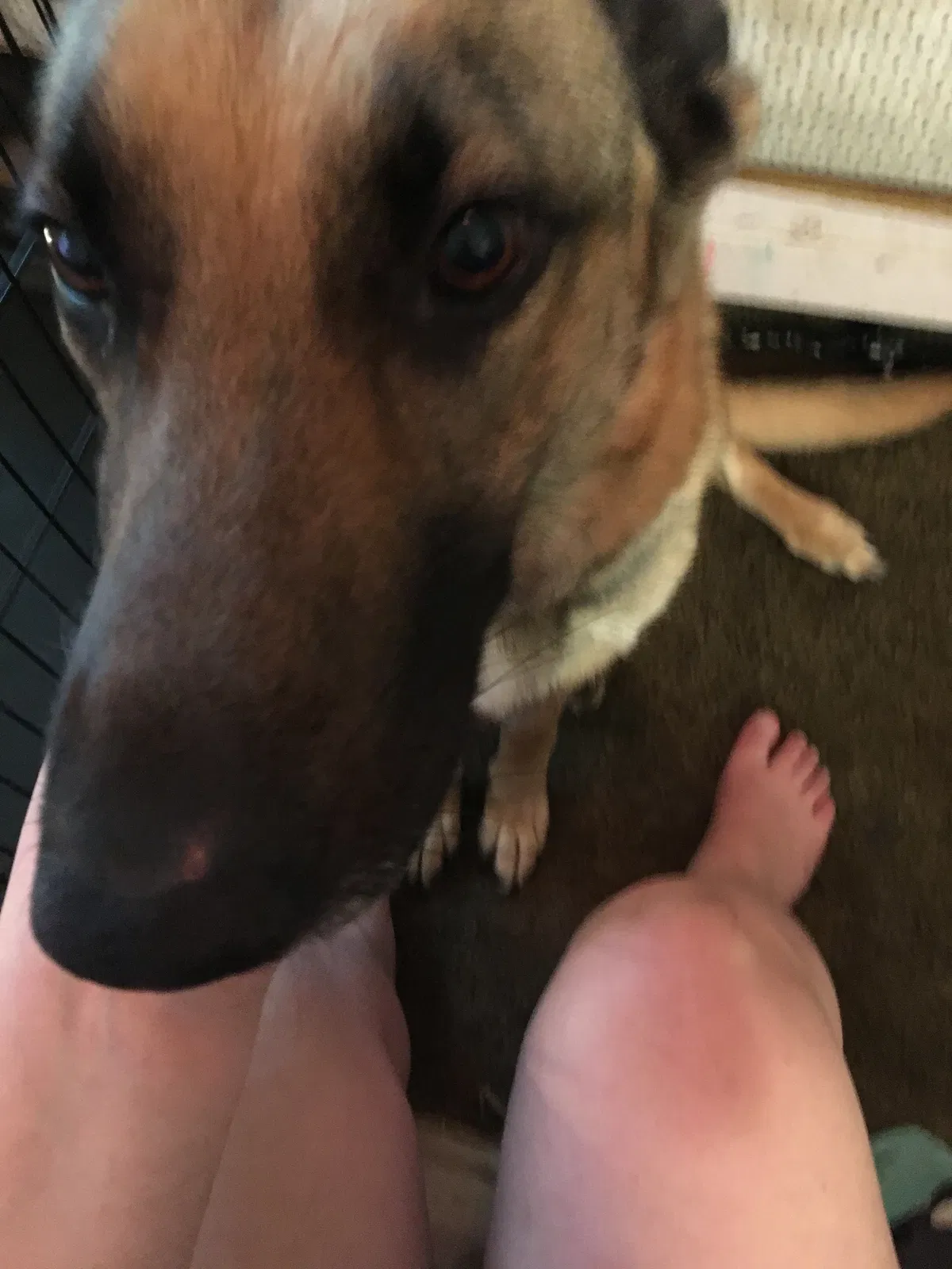 Lost dog in Tahlequah, OK, 74464