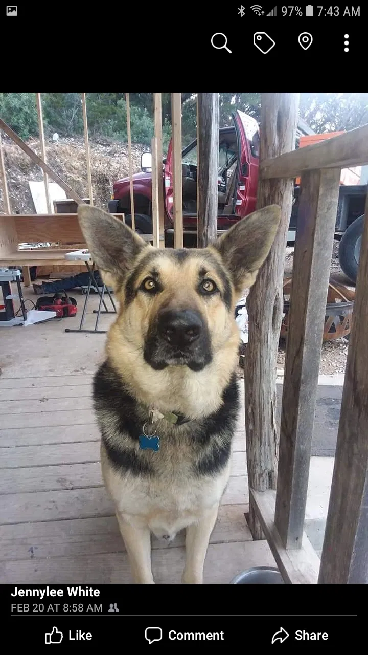 Lost dog in Helotes, TX, 78023