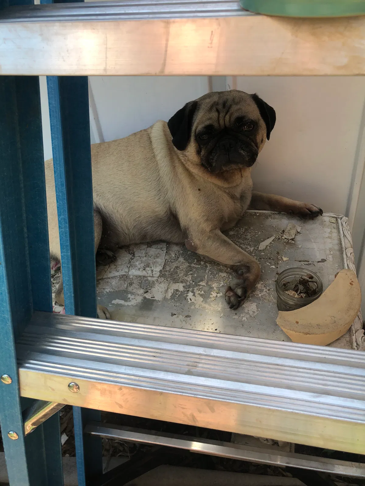 Lost dog in Fort Lupton, CO, 80621