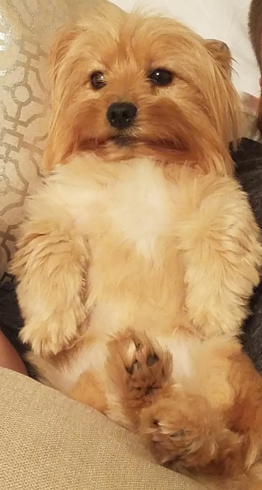 Lost dog in Longview, TX, 75604