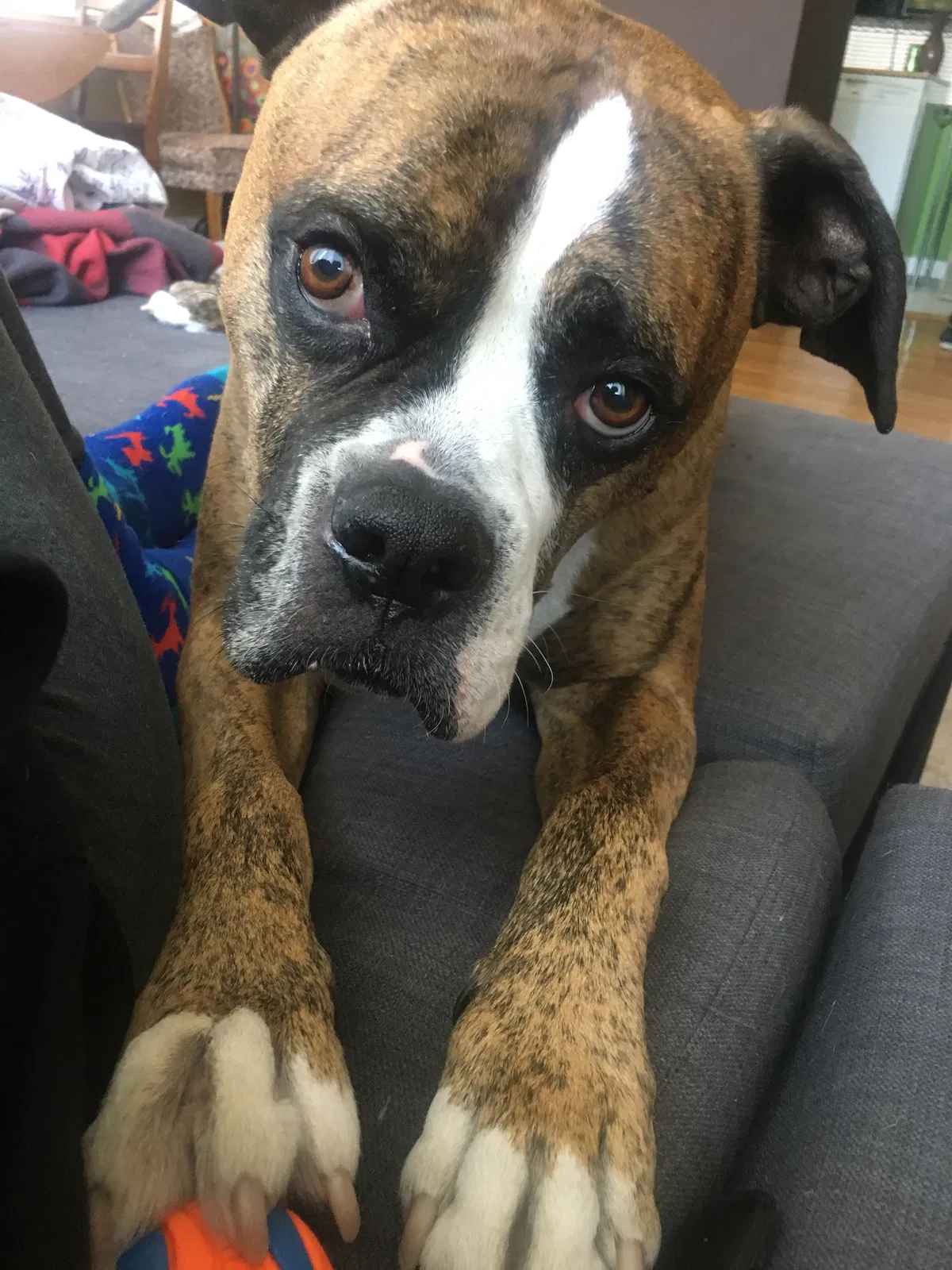Lost dog in South Lake Tahoe, CA, 96150