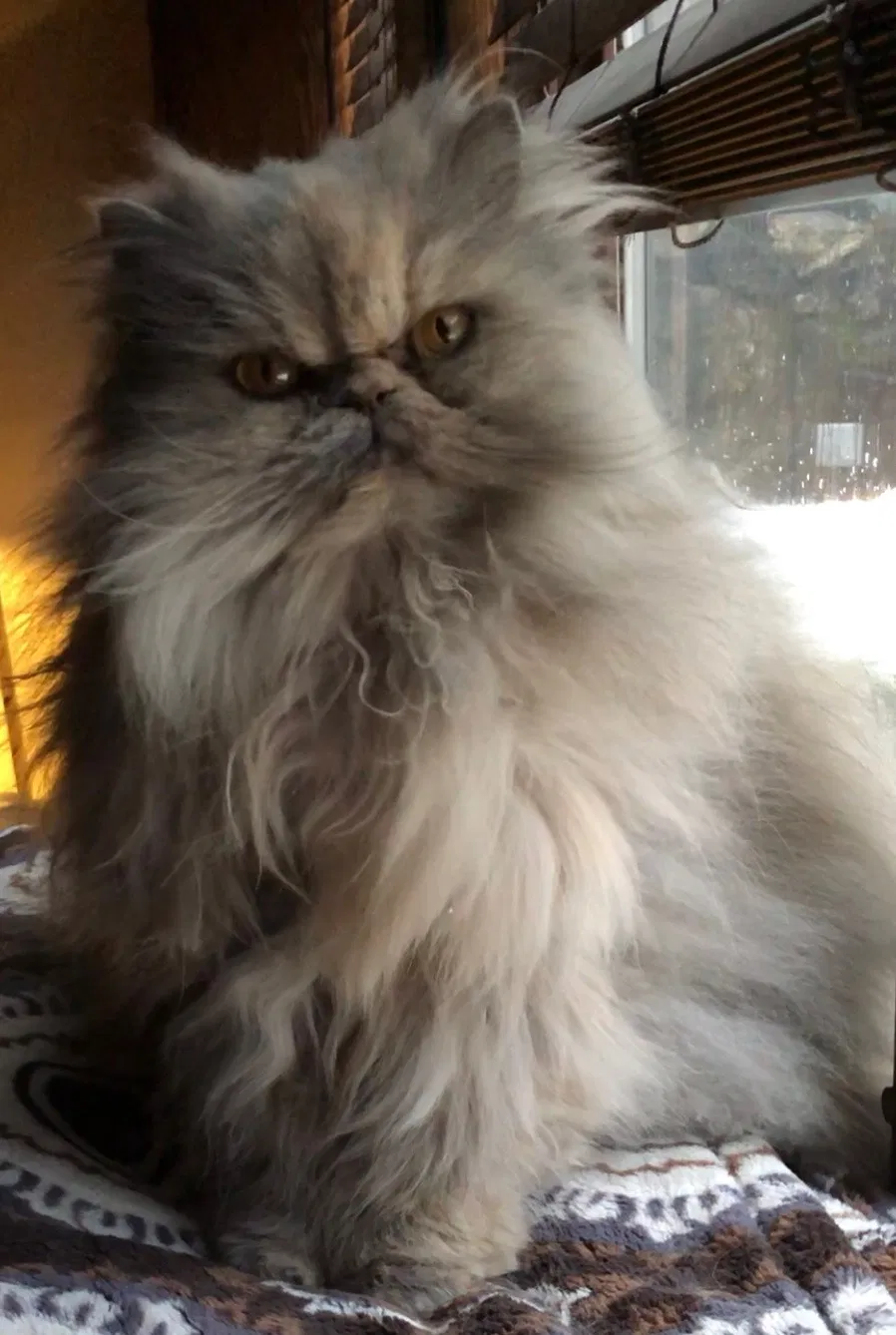 Lost cat in Spokane, WA, 99223