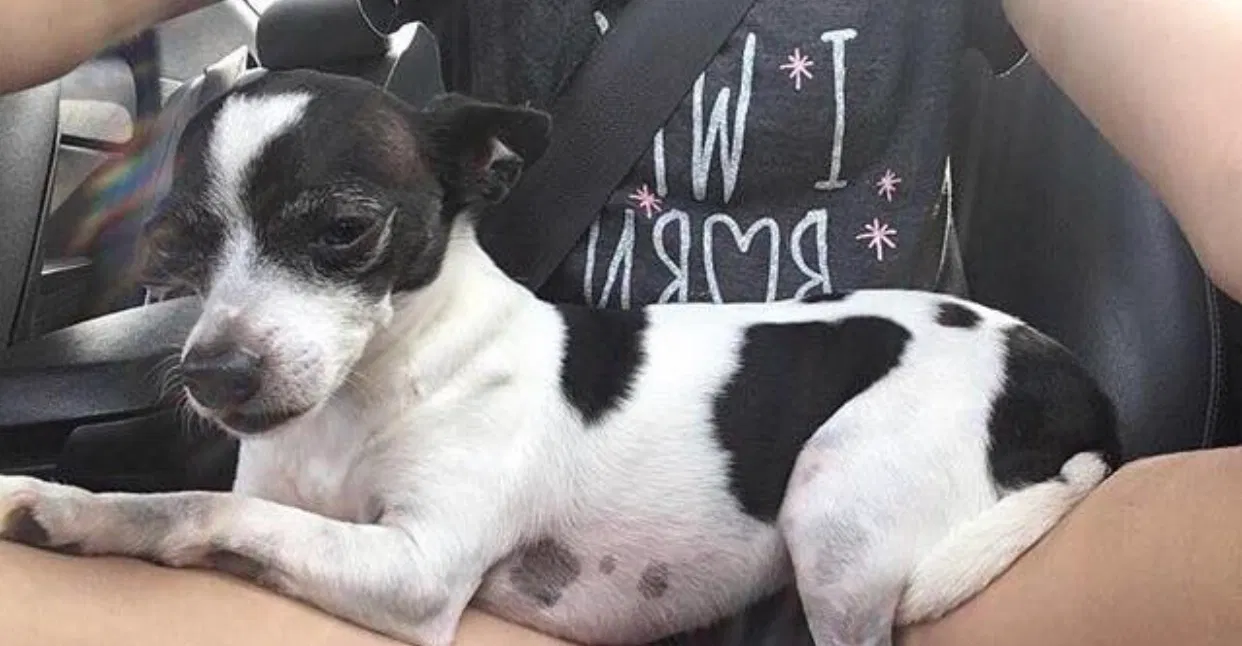 Lost dog in Middlesex, NC, 27557