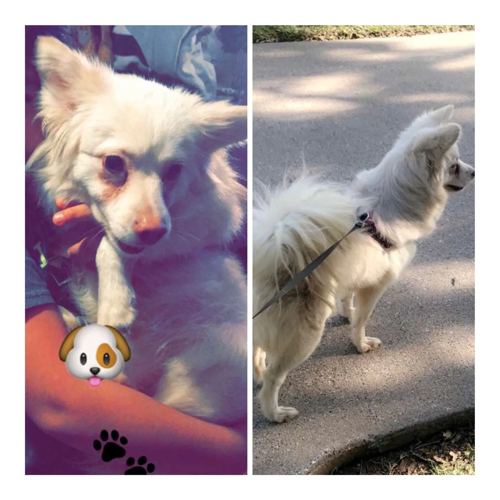 Lost dog in Sherman, TX, 75090