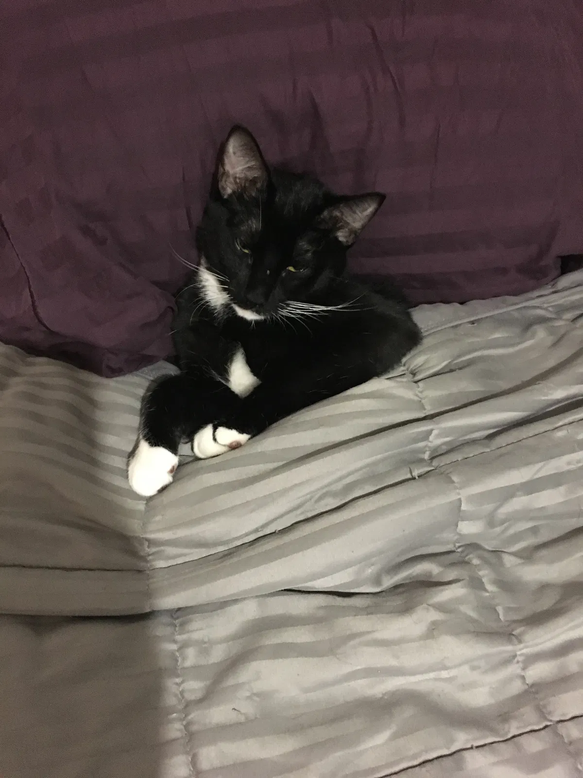 Lost cat in Lafayette, LA, 70508