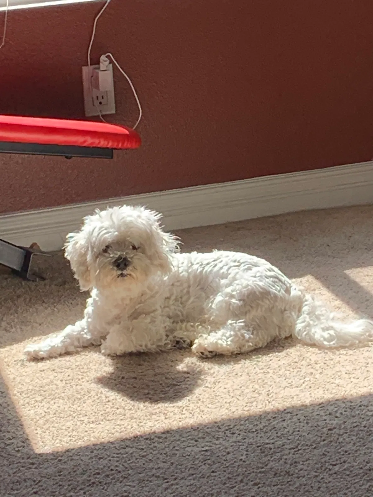 Lost dog in Diamond Bar, CA, 91765