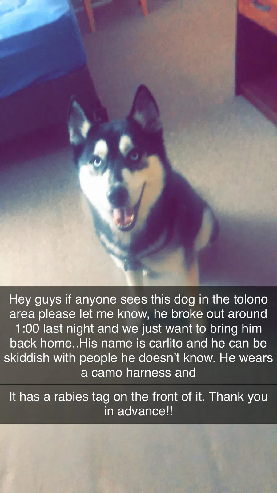 Lost dog in Tolono, IL, 61880