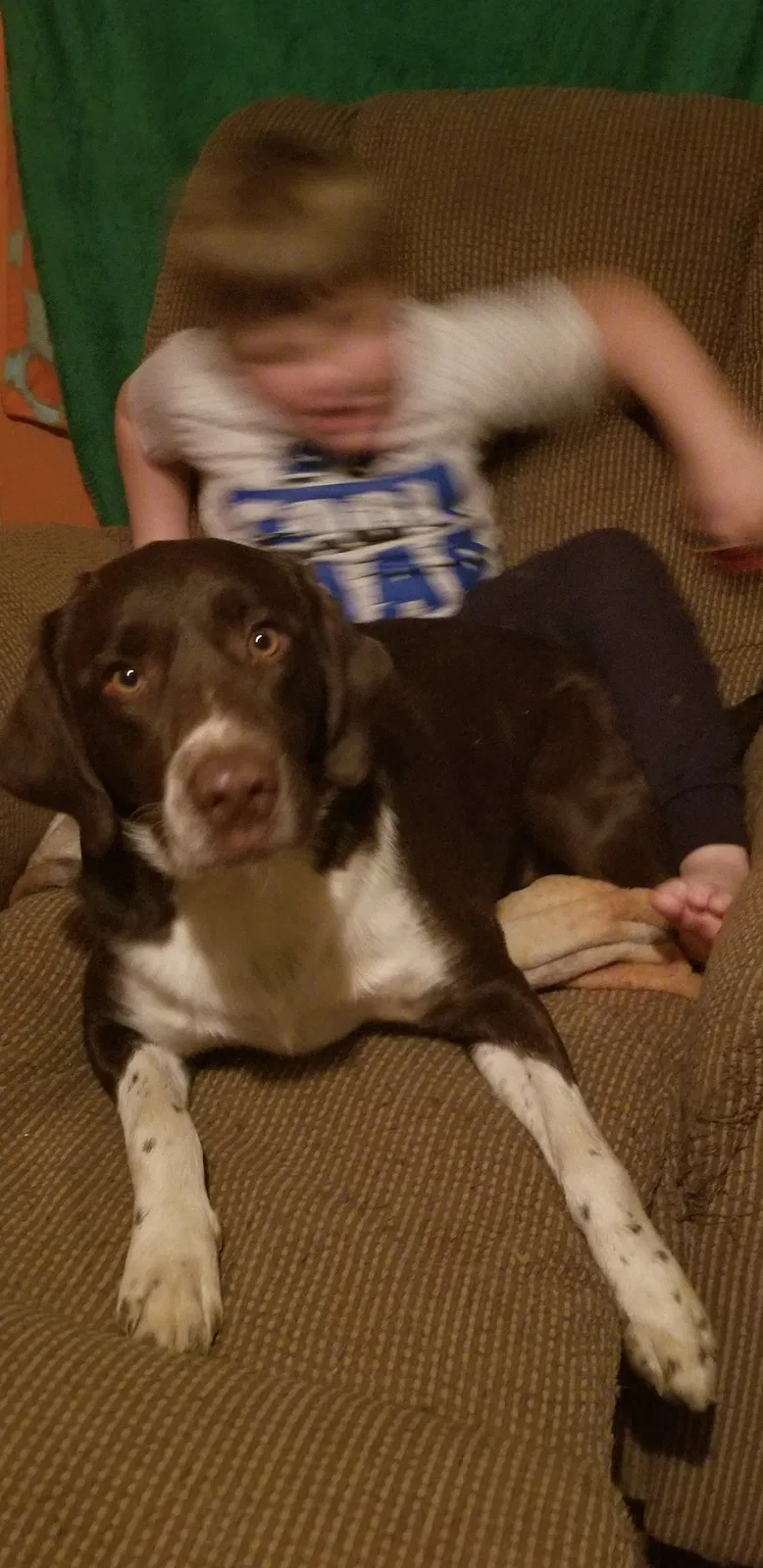Lost dog in Baker, WV, 26801