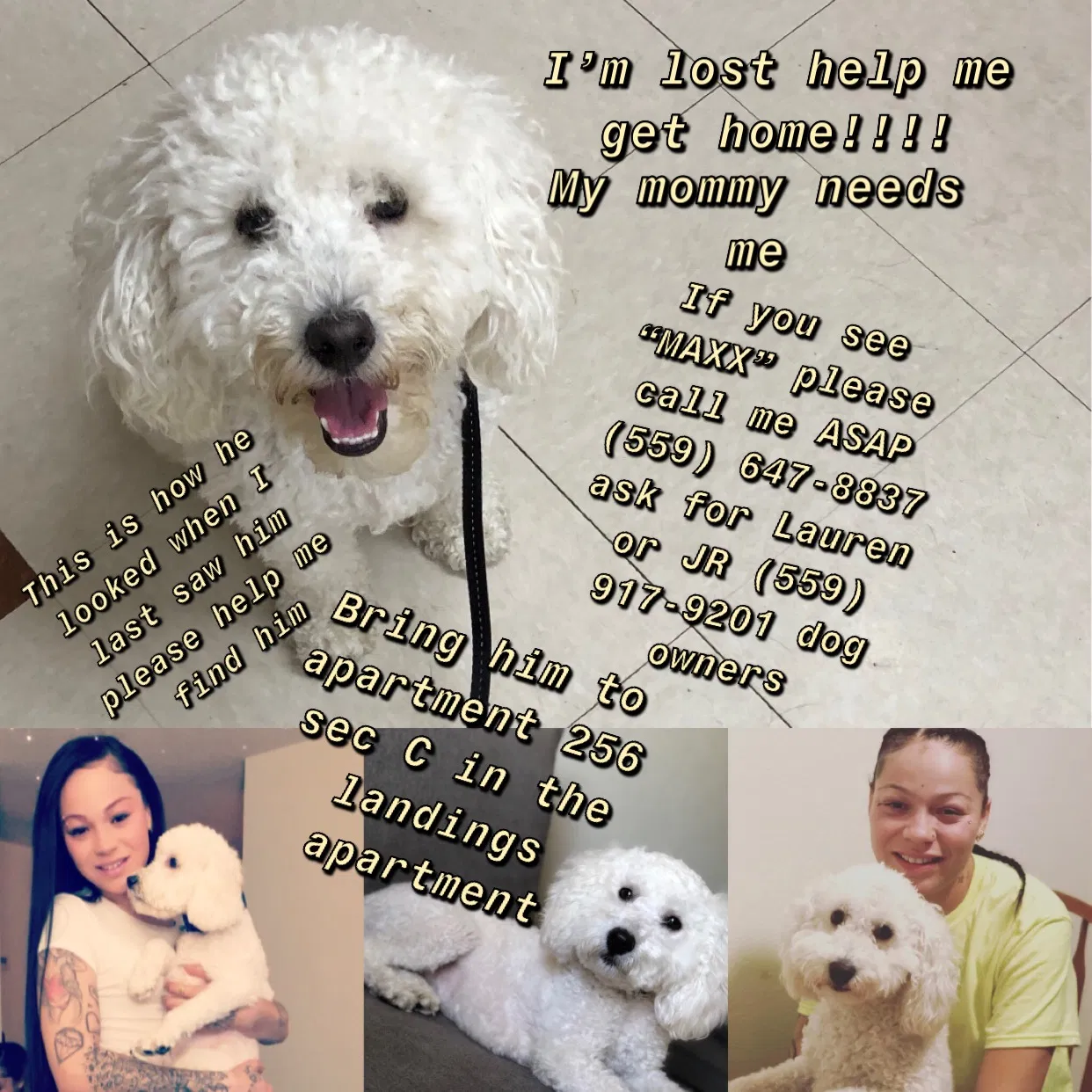 Lost dog in Fresno, CA, 93727