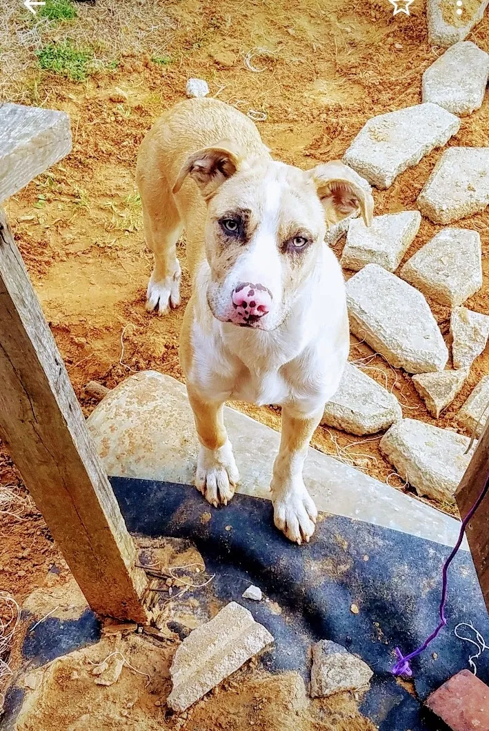 Lost dog in Mantachie, MS, 38855
