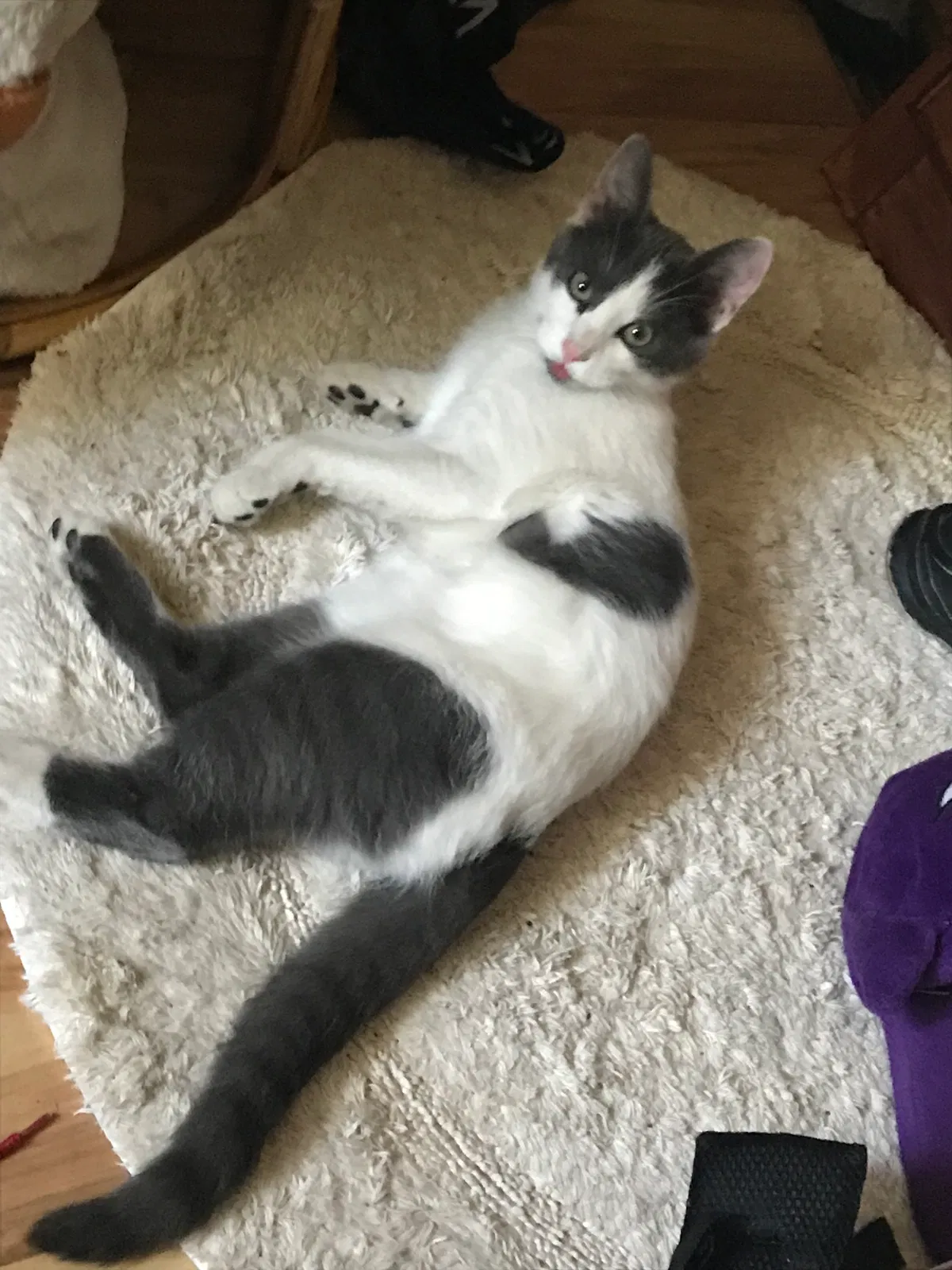 Lost cat in Santa Fe, NM, 87507