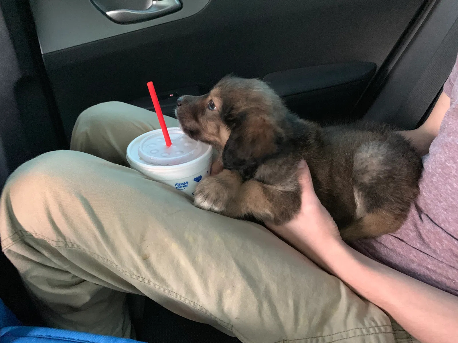 Lost dog in Wichita Falls, TX, 76308