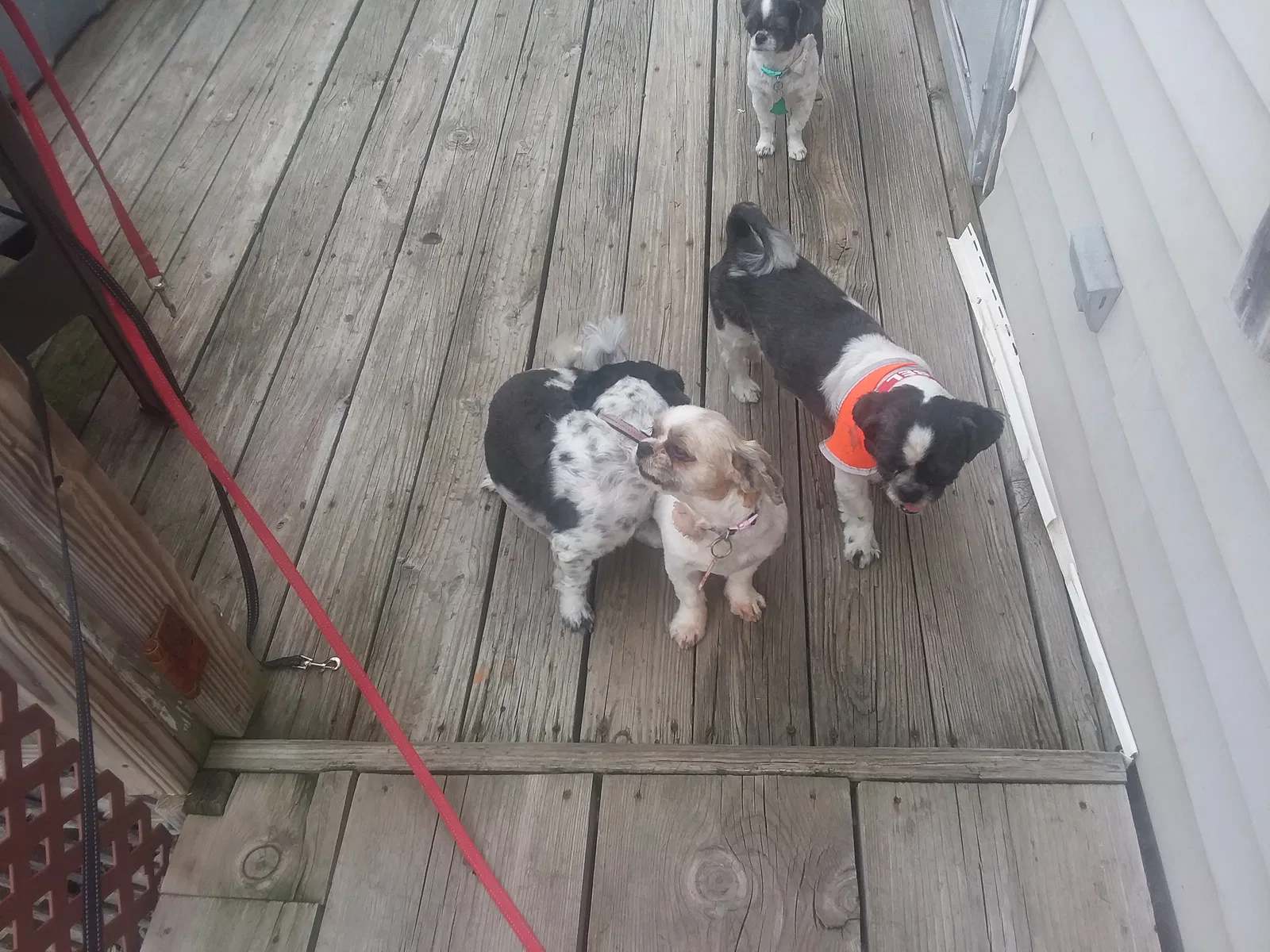 Lost dog in Hastings, NE, 68901