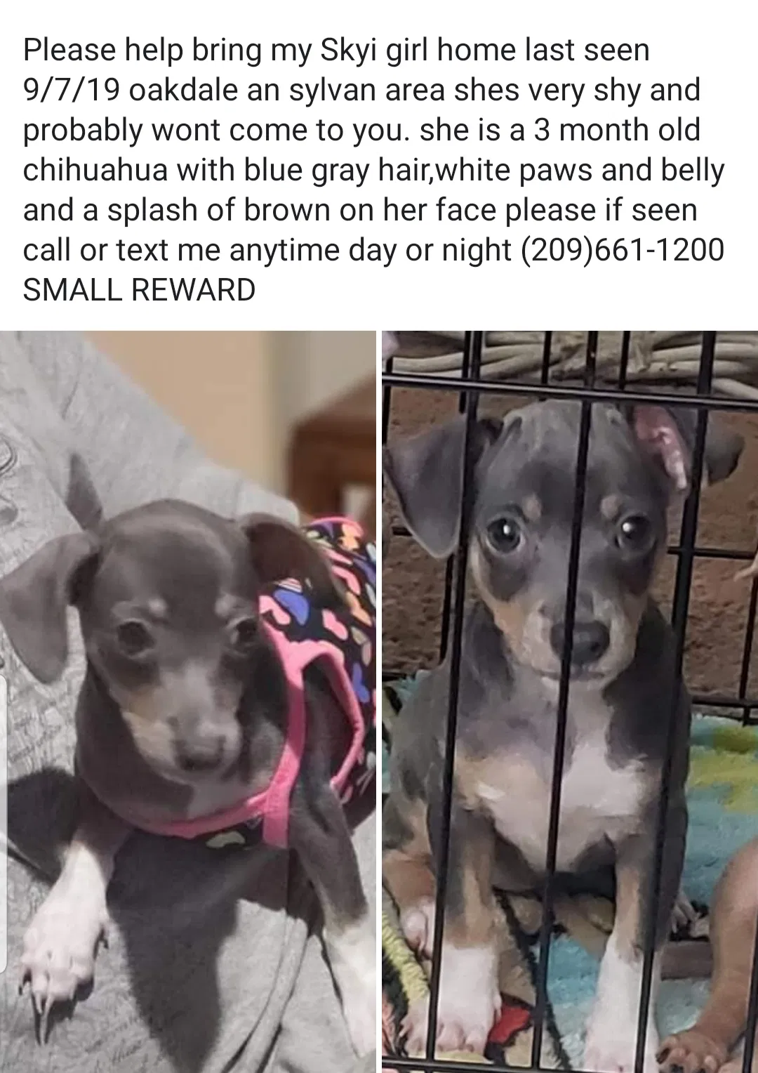 Lost dog in Modesto, CA, 95355