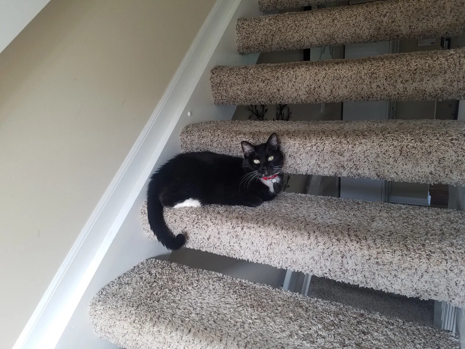 Lost cat in Columbus, OH, 43223