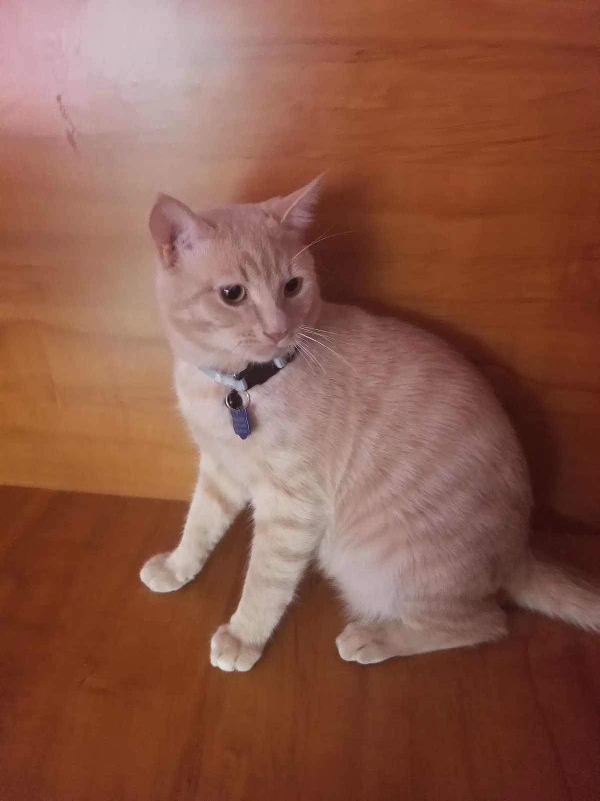 Lost cat in Opa Locka, FL, 33055